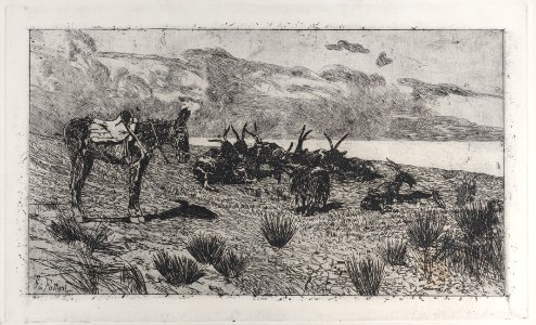 Donkeys on a seashore in winter Met DP885761