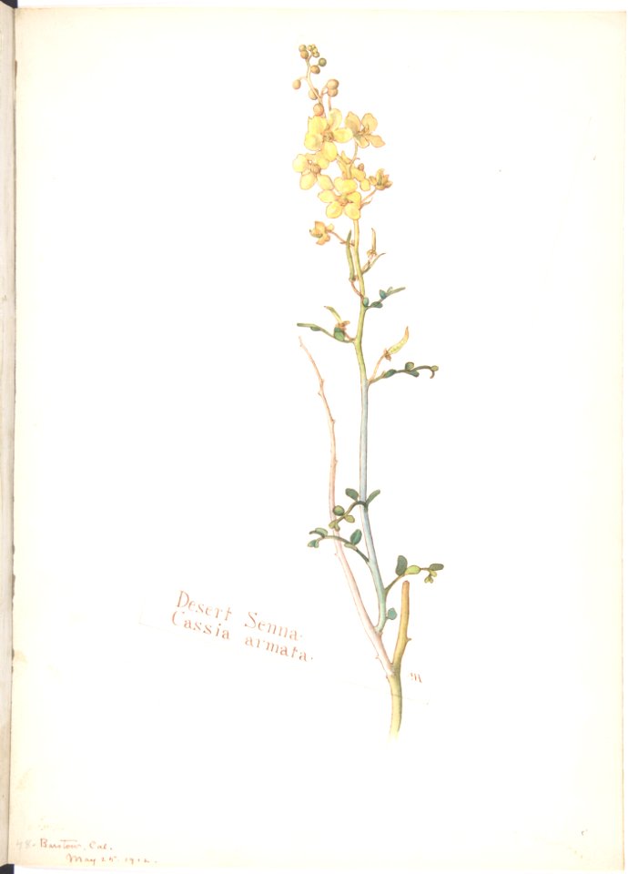 Desert Senna, Cassia armata MET DP808532