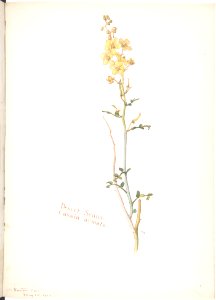Desert Senna, Cassia armata MET DP808532