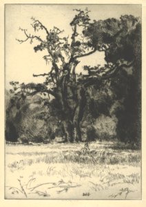Dying White Oak MET DP845668