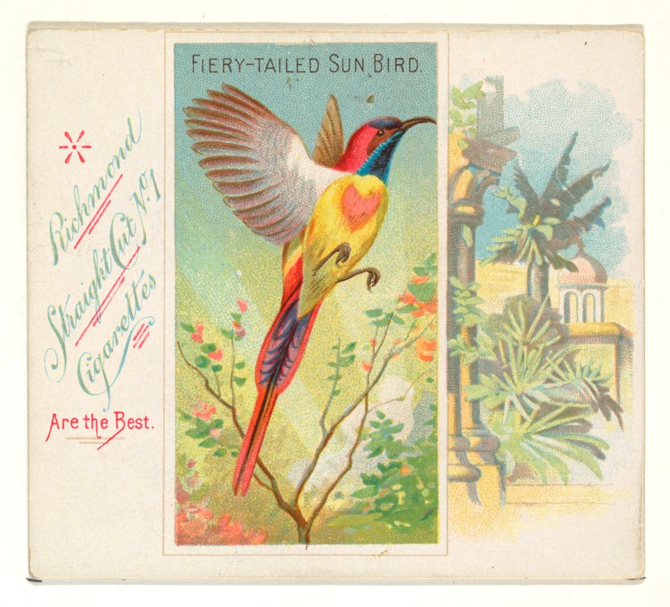 Fiery-Tailed Sun Bird, from Birds of the Tropics series (N38) for Allen & Ginter Cigarettes MET DP839021