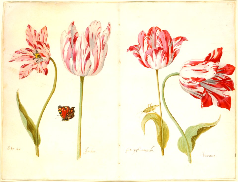 Four Tulips- Boter man (Butter Man), Joncker (Nobleman), Grote geplumaceerde (The Great Plumed One), and Voorwint (With the Wind) MET DT2124