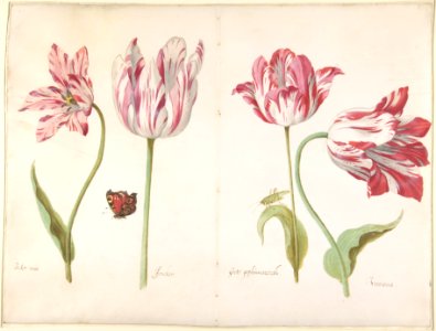 Four Tulips- Boter man (Butter Man), Joncker (Nobleman), Grote geplumaceerde (The Great Plumed One), and Voorwint (With the Wind) MET DP805339