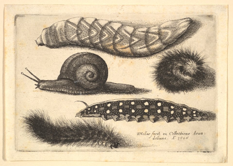 Four Caterpillars and a Snail MET DP823956