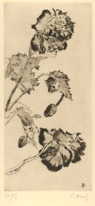 Flowers (Fleurs) MET DP834389