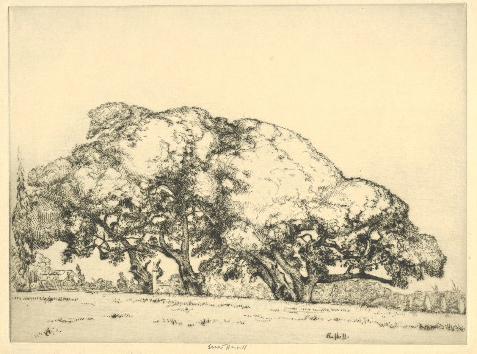 Four Live Oaks MET DP845452