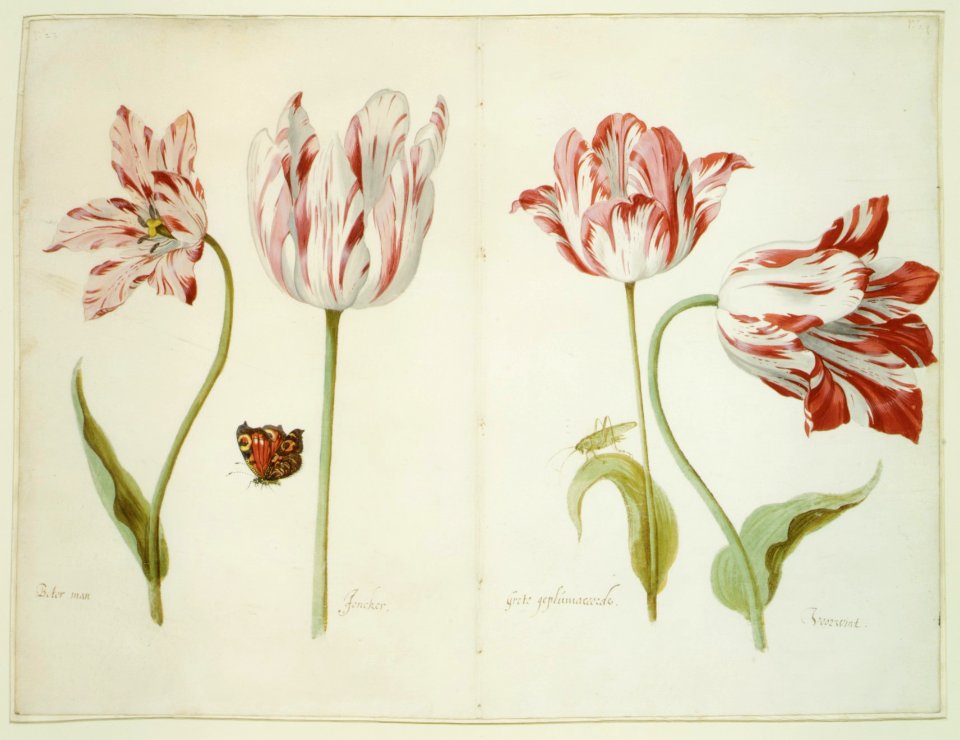 Four Tulips- Boter man (Butter Man), Joncker (Nobleman), Grote geplumaceerde (The Great Plumed One), and Voorwint (With the Wind) MET DR200