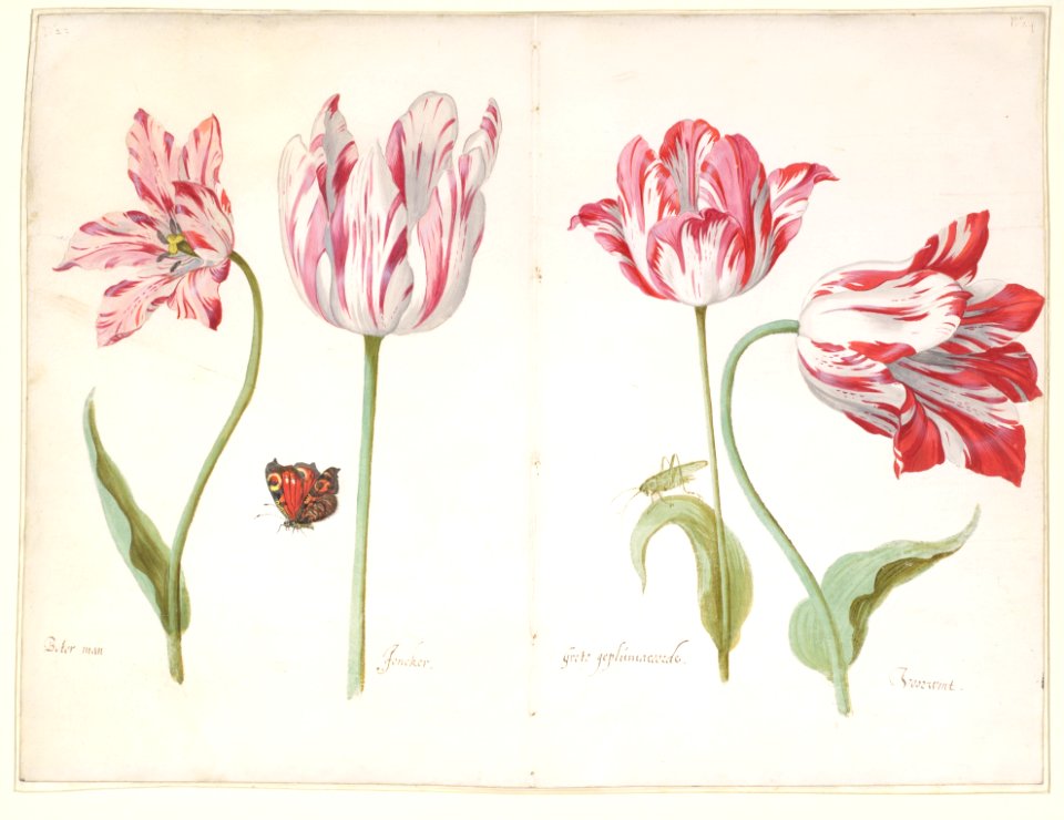 Four Tulips- Boter man (Butter Man), Joncker (Nobleman), Grote geplumaceerde (The Great Plumed One), and Voorwint (With the Wind) MET DP105025