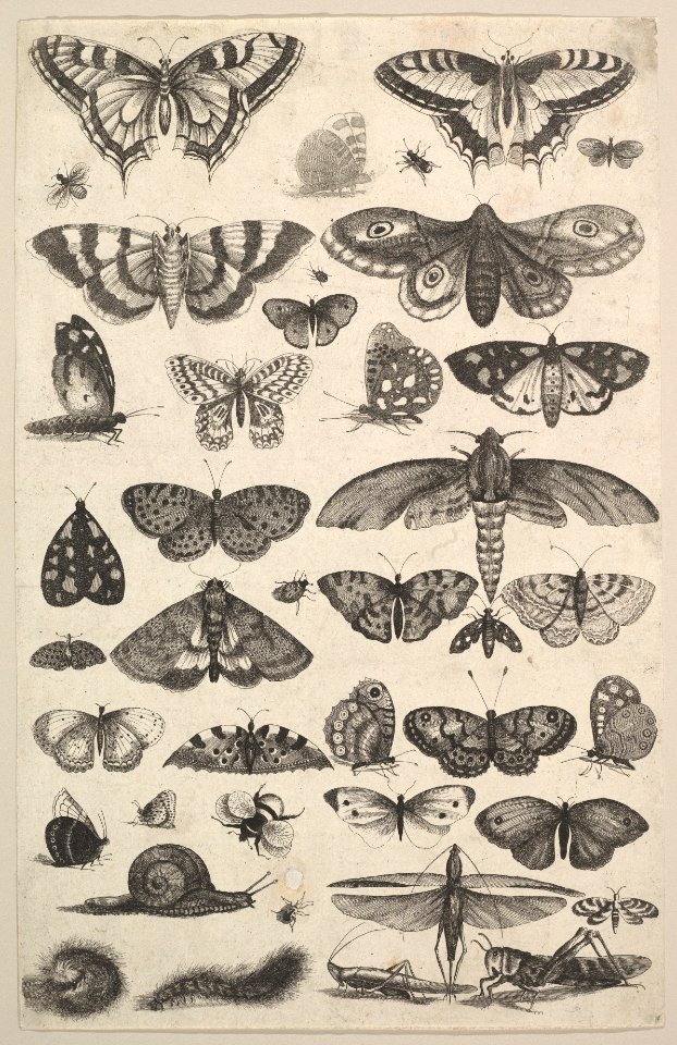 Forty-one Insects, including moths and butterflies MET DP823916