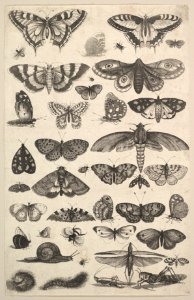 Forty-one Insects, including moths and butterflies MET DP823916