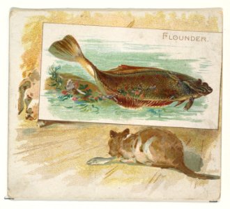 Flounder, from Fish from American Waters series (N39) for Allen & Ginter Cigarettes MET DP839073