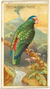 Festive Green Parrot, from the Birds of the Tropics series (N5) for Allen & Ginter Cigarettes Brands MET DP829155