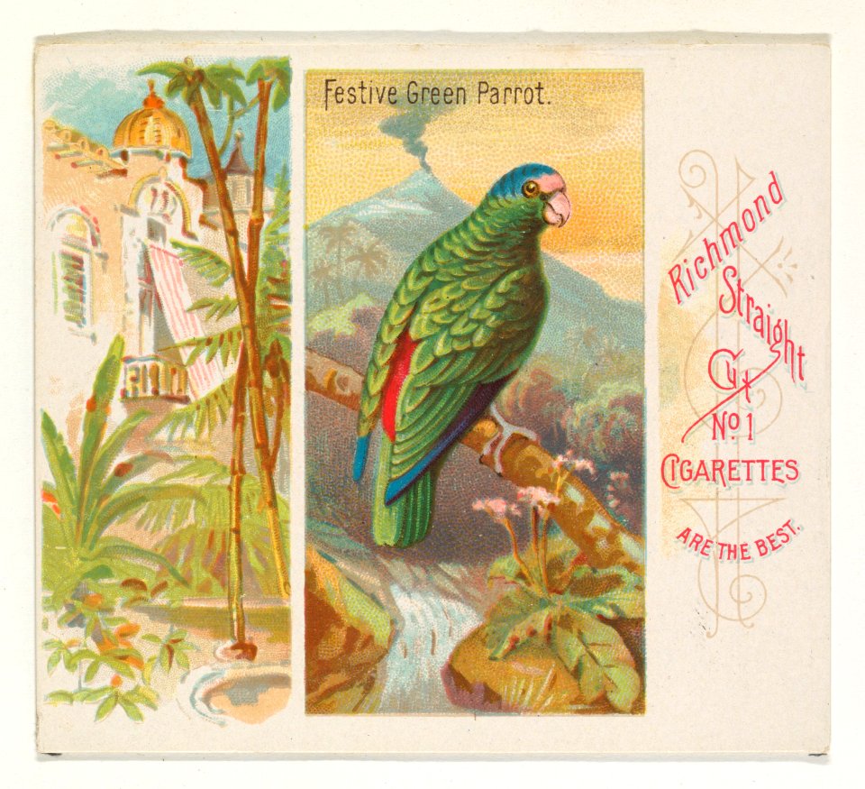 Festive Green Parrot, from Birds of the Tropics series (N38) for Allen & Ginter Cigarettes MET DP839020