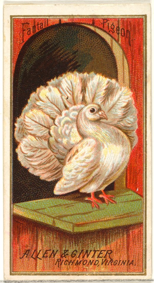 Fantail Pigeon, from the Birds of America series (N4) for Allen & Ginter Cigarettes Brands MET DP828737