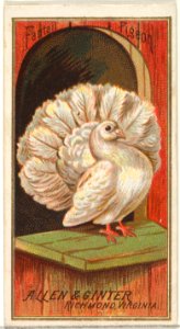 Fantail Pigeon, from the Birds of America series (N4) for Allen & Ginter Cigarettes Brands MET DP828737