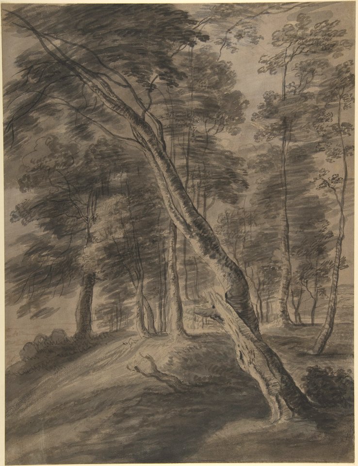 Forest Scene with Tree in Foreground MET DP802369