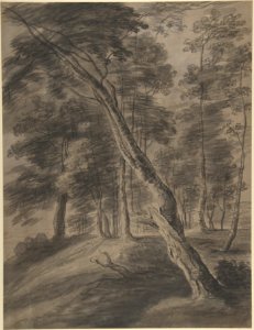 Forest Scene with Tree in Foreground MET DP802369