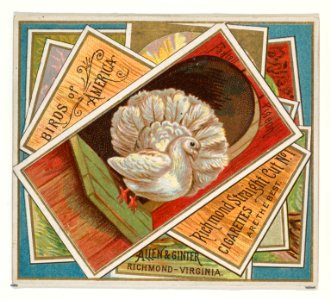 Fantail Pigeon, from the Birds of America series (N37) for Allen & Ginter Cigarettes MET DP838977