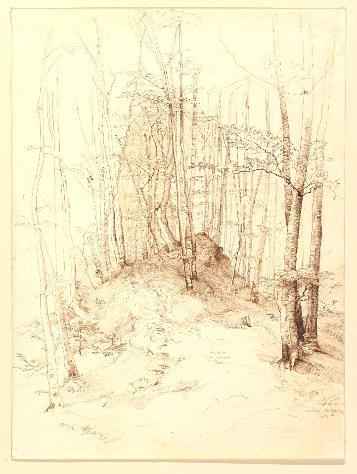 Forest view in the Menterschweige district near Munich MET DP819631