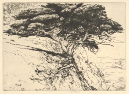 Fan Tree MET DP846162
