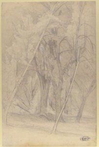 Forest Interior MET 1992.142