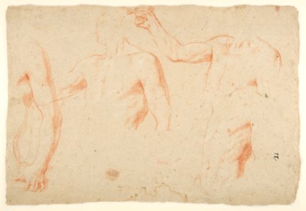 Figure and Drapery studies (recto); Three Studies of a Male Torso for the 'Coronation of Marcantonio Pasqualini' (verso) MET DP812329