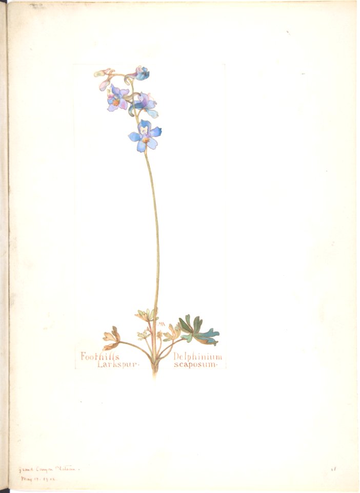 Foothills Larkspur, Delphinium scaposum MET DP808519
