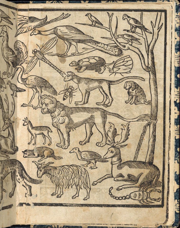 Essempio di recammi, page 13 (recto) MET DP364587