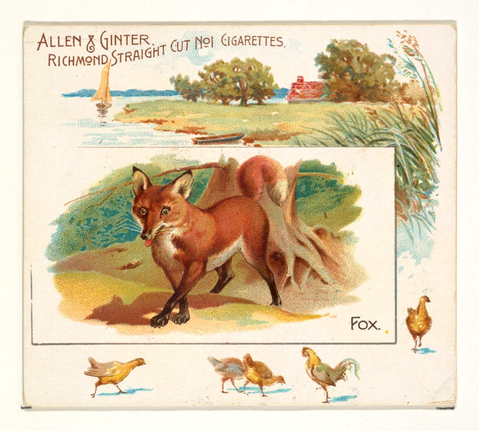 Fox, from Quadrupeds series (N41) for Allen & Ginter Cigarettes MET DP839205