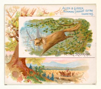 Flying Squirrel, from Quadrupeds series (N41) for Allen & Ginter Cigarettes MET DP839206