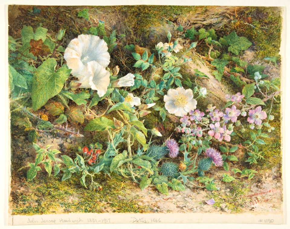 Flower Study MET DP814121