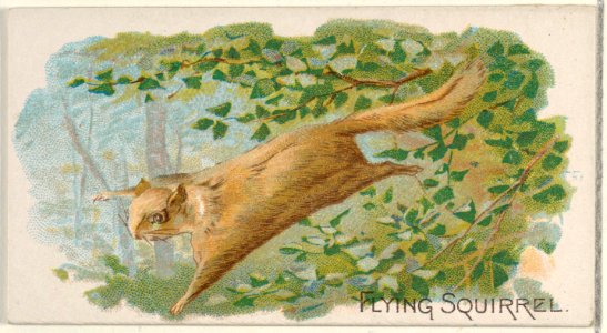 Flying Squirrel, from the Quadrupeds series (N21) for Allen & Ginter Cigarettes MET DP835114