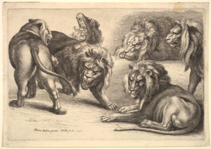 Five Lions and a Lioness MET DP823913