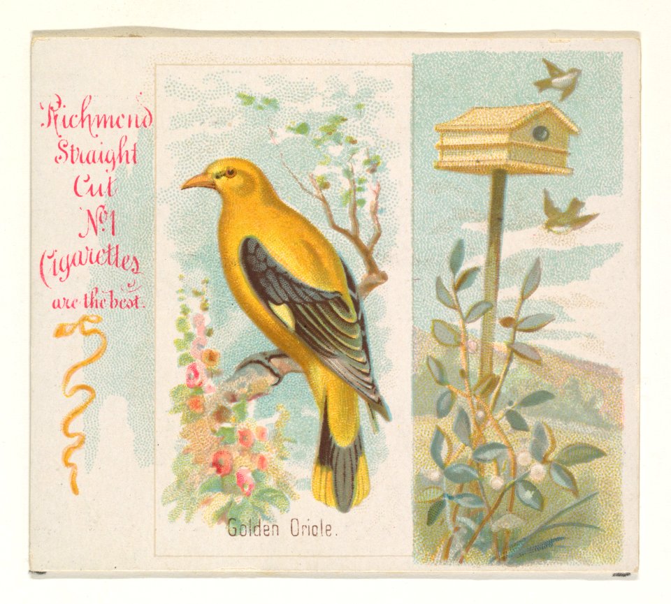 Golden Oriole, from the Song Birds of the World series (N42) for Allen & Ginter Cigarettes MET DP839257
