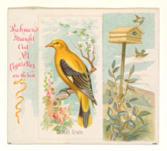 Golden Oriole, from the Song Birds of the World series (N42) for Allen & Ginter Cigarettes MET DP839257