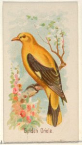 Golden Oride, from the Song Birds of the World series (N23) for Allen & Ginter Cigarettes MET DP835272
