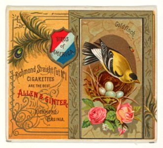 Goldfinch, from the Birds of America series (N37) for Allen & Ginter Cigarettes MET DP838978