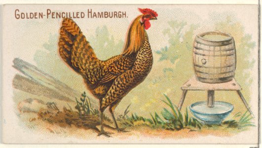 Golden-Pencilled Hamburgh, from the Prize and Game Chickens series (N20) for Allen & Ginter Cigarettes MET DP835068