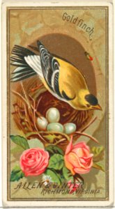 Goldfinch, from the Birds of America series (N4) for Allen & Ginter Cigarettes Brands MET DP828717