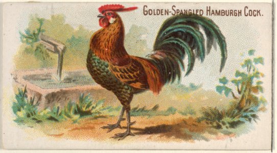 Golden-Spangled Hamburgh Cock, from the Prize and Game Chickens series (N20) for Allen & Ginter Cigarettes MET DP835067