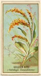 Golden Rod (Solidago Canadensis), from the Flowers series for Old Judge Cigarettes MET DP822006