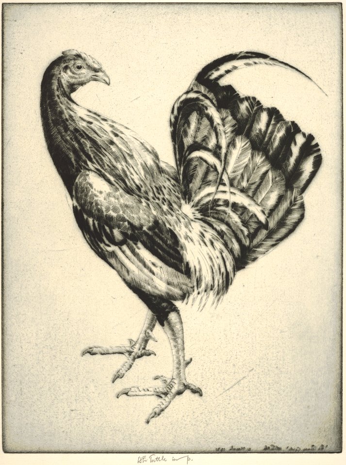 Game Cock (Carney Cock) MET DP832889