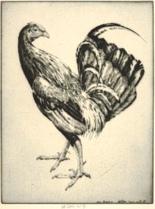 Game Cock (Carney Cock) MET DP832889