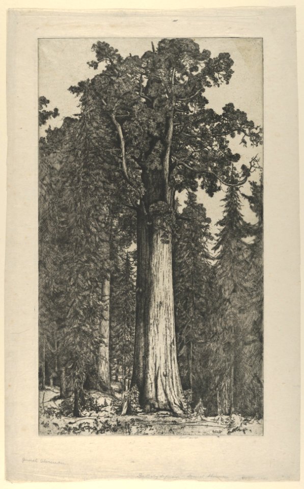 General Sherman MET DP844999
