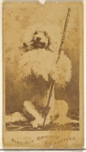 From the Dogs series (N47) for Virginia Brights Cigarettes MET DP831742