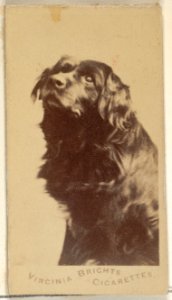 From the Dogs series (N47) for Virginia Brights Cigarettes MET DP831743