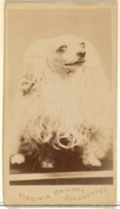 From the Dogs series (N47) for Virginia Brights Cigarettes MET DP831744