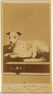 From the Dogs series (N47) for Virginia Brights Cigarettes MET DP831745