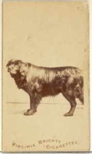 From the Dogs series (N47) for Virginia Brights Cigarettes MET DP831741