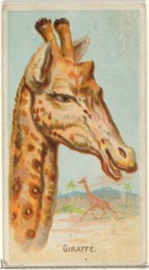 Giraffe, from the Wild Animals of the World series (N25) for Allen & Ginter Cigarettes MET DP836487